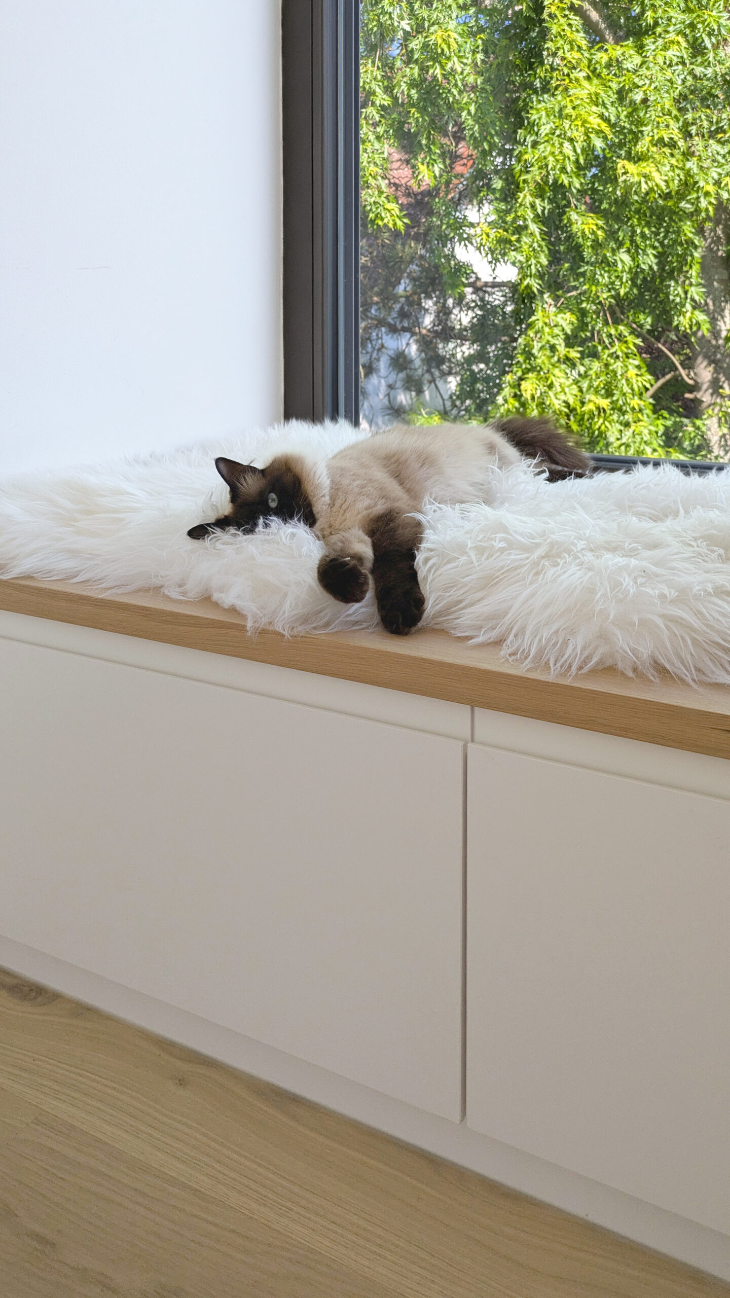 Katze liegt entspannt auf einer weißen Sitzfensterbank in moderner Wohnung